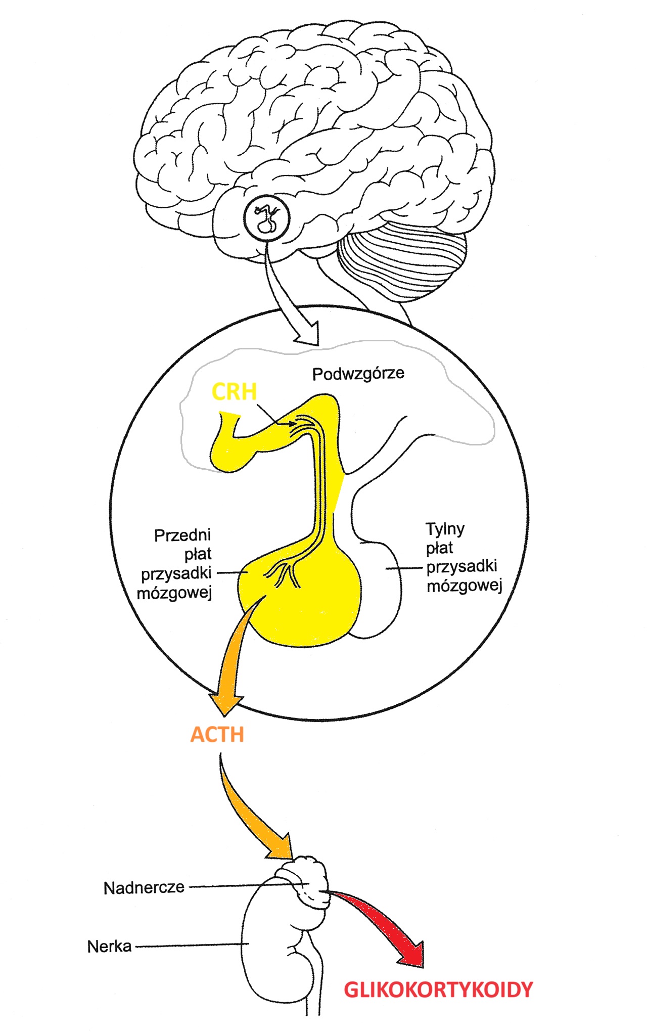 Reakcja na stres w mózgu i ciele. Powstawanie glikokortykoidów w tym kortyzolu.